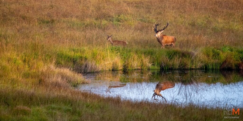 Deux wapiti dans une prairie près d’un étang, le mâle au bois imposant et une femelle à proximité, leurs reflets dans l’eau.