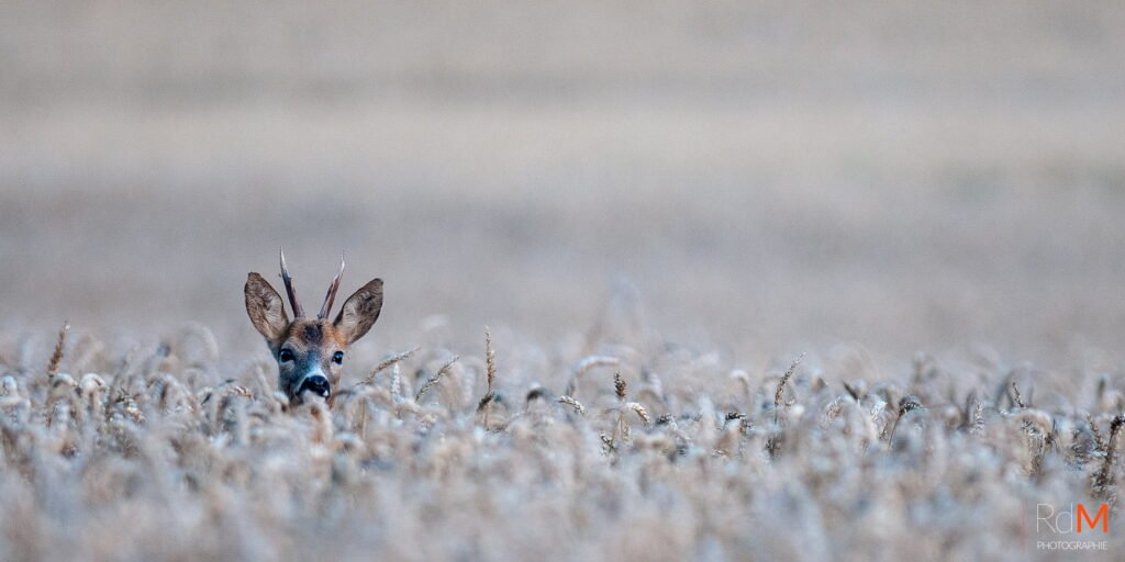 Tête d’un jeune cerf ou faisan émergeant du haut des herbes sèches dans un champ.