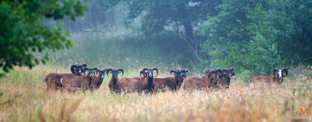 Troupeau de mouflons mâles dans une prairie sèche près d’un bosquet.