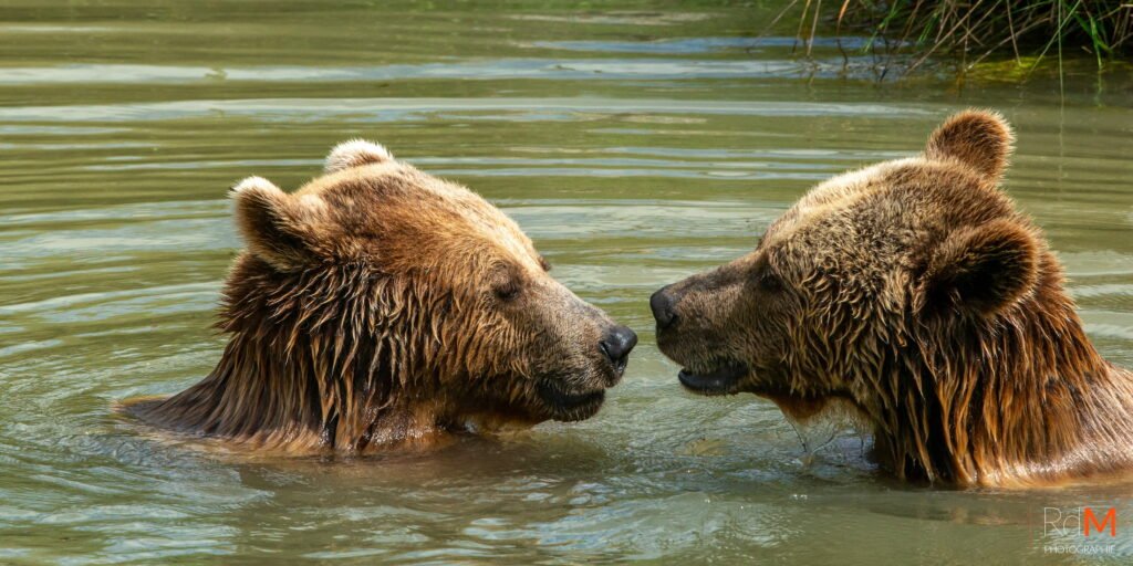 Deux ours bruns se regardent près l’un de l’autre dans une eau calme.