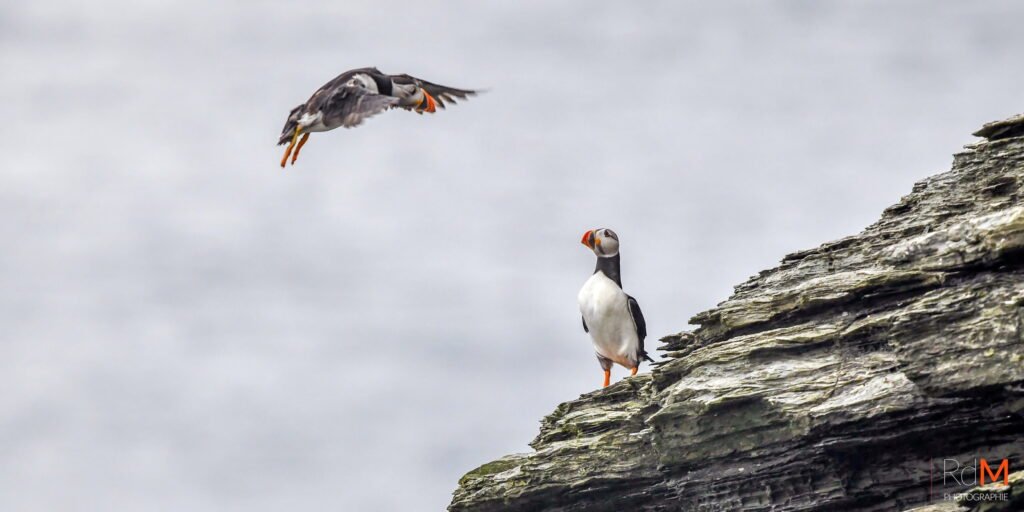 Un macareux pècheur sur un rocher, un autre oiseau en vol au-dessus de l’eau grise.