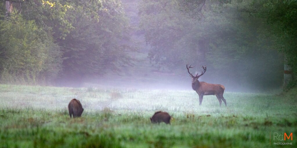 Cerf imponant à grandes bois dans une prairie entourée de brume et de forêt.